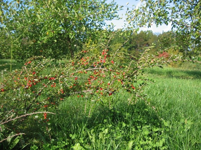 Cotoneaster